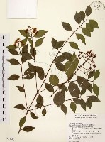 臺灣赤楠藏品圖，第1張