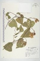 盒果藤藏品圖，第1張