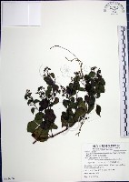 漢氏山葡萄藏品圖，第1張