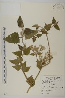 香澤蘭、飛機草藏品圖，第1張