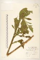 翼莖闊苞菊藏品圖，第1張