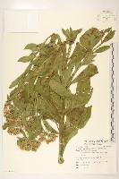 翼莖闊苞菊藏品圖，第2張