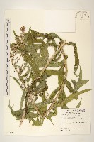 鵝仔草藏品圖，第1張