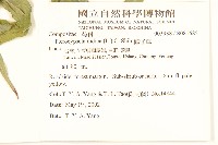 鵝仔草藏品圖，第2張