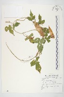 銳葉牽牛藏品圖，第1張