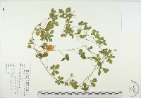 苦瓜藏品圖，第1張