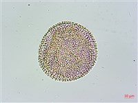 苦瓜藏品圖，第2張