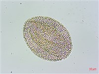 苦瓜藏品圖，第3張