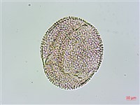 苦瓜藏品圖，第4張