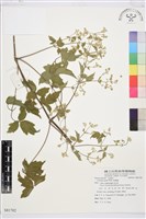 串鼻龍藏品圖，第1張