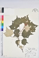 台灣白匏子藏品圖，第1張