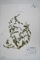 細纍子草藏品圖，第1張