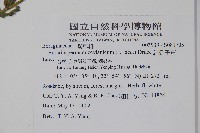 細纍子草藏品圖，第2張