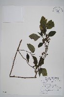 多子漿果莧藏品圖，第1張