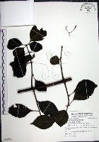 腺果藤、刺藤藏品圖，第1張