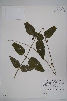 絨毛芙蓉蘭藏品圖，第1張