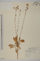 女婁菜藏品圖，第1張