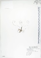 長葉茅膏菜藏品圖，第1張