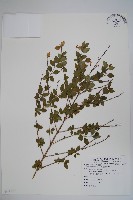 臺灣糯米條藏品圖，第1張