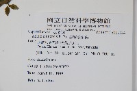 臺灣糯米條藏品圖，第2張