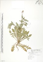 裂葉月見草藏品圖，第1張