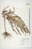 豬草藏品圖，第1張