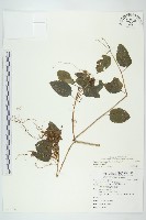 平原菟絲子藏品圖，第1張