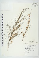 平原菟絲子藏品圖，第1張