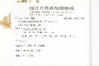 加拿大蓬藏品圖，第2張