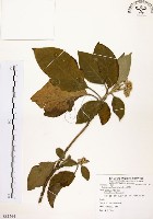 山煙草藏品圖，第1張