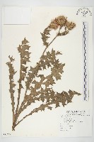 小薊藏品圖，第1張