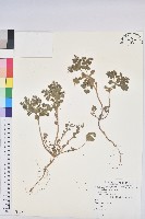 澤漆藏品圖，第1張