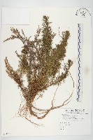 茵蔯蒿藏品圖，第1張