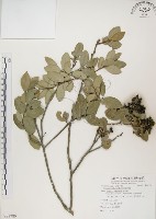 魯花樹藏品圖，第1張