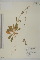 女婁菜藏品圖，第1張