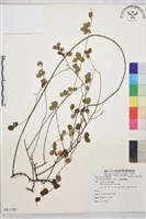 小葉黃鱔藤藏品圖，第1張