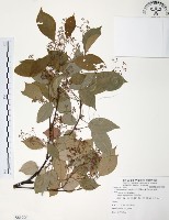 樟樹藏品圖，第1張