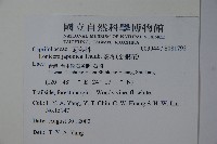 忍冬、金銀花藏品圖，第2張