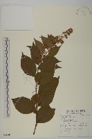 雷公藤藏品圖，第1張