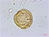 雷公藤藏品圖，第3張