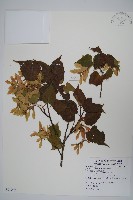 大屯尖葉槭, 川上氏槭藏品圖，第1張