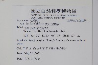 大屯尖葉槭, 川上氏槭藏品圖，第2張