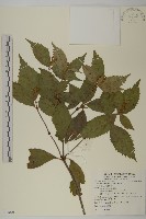 草珊瑚、紅果金粟蘭藏品圖，第1張