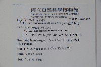 紅子莢迷藏品圖，第2張
