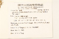 飛機草藏品圖，第2張