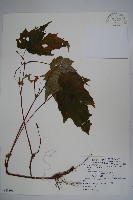 水鴨腳藏品圖，第1張