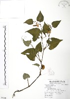 臭腥草、蕺菜藏品圖，第1張