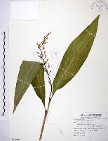 山月桃藏品圖，第1張