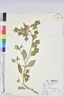 猩猩草藏品圖，第1張