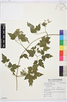 串鼻龍藏品圖，第1張